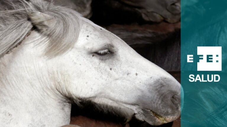 Descubre el significado espiritual de los caballos: Una conexión divina en la naturaleza