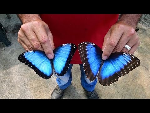 Descubre el profundo significado espiritual de las mariposas azules en 70 caracteres