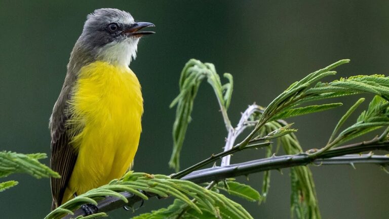 Descubre el profundo significado espiritual del canto de aves en la naturaleza