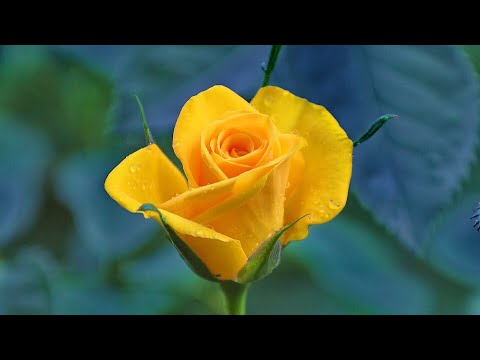 Descubre el sorprendente significado espiritual de las rosas amarillas en tan solo 70 caracteres